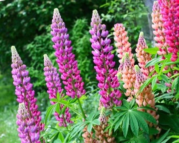 ЛЕТНИЕ ЛЮПИНЫ LUPINUS MUTABILIS МИКС ЦВЕТОВ 30 СЕМЯН