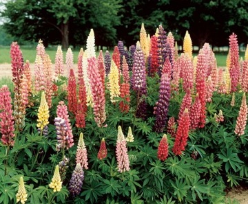 ПЕРМАНЕНТ ЛЮПЕНС LUPINUS POLYPHYLLUS RUSSEL 40 СЕМЕН