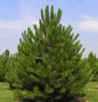 ДЛЯ БОНСАЙ ЧЕРНАЯ СОСНА (PINUS NIGRA S) - 20 СЕМЯН