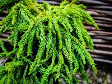 КРИПТОМЕРИЯ ЯПОНСКАЯ (CRYPTOMERIA JAPONICA) 50 СЕМЯН