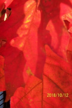 Oak red beech maple platan elm katalpa linden rowan acacia ginkgo, фото