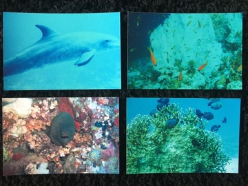 Bumper fishes diving rafa coral 4 pieces, фото