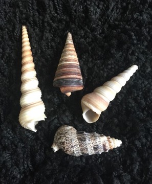 Hull exotic exceptional decor 4 pieces, фото