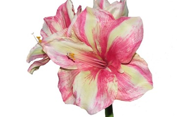 Амариллис искусственный цветок как живой арт Роза новинка