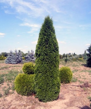 Tuja SZMARAGD thuja SMARAGD 50cm W DONICZCE