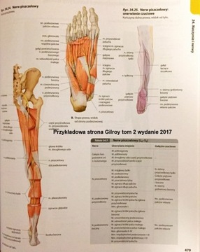 ATLAS ANATOMII GILROY TOM 2 ~2017~