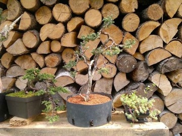 Euro-Akadama - ziemia do bonsai 20 Kg/40 L - 1-4mm