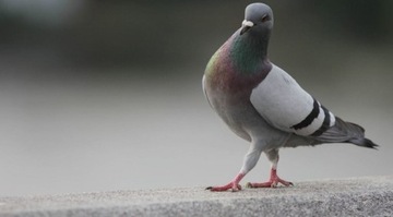 Doktor Animals Probiotyk Dla Gołębi 2L Odporność