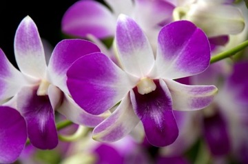 КОНДИЦИОНЕР УДОБРЕНИЯ ОРХИДЕЯ АППЛИКАТОР ORCHID STRONG