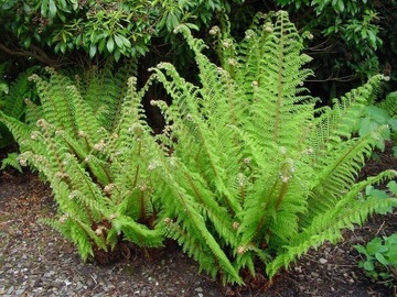 Paproć zimozielona Setiferum nr.1060