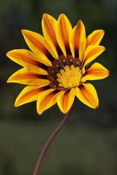 GAZANIA GLOSSY Солнечные цветы