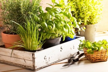 УДОБРЕНИЕ GREEN HOUSE ГУАНО ДЛЯ ТРАВ БАЗИЛИК МЯТА 0,3л