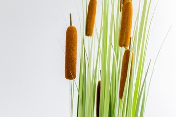 Искусственные цветы CATTAIL GRASS BATTLE 120 CM-II