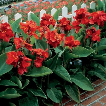 CANNA INDICA PACIORECZNIK CZERWONY SKLEP_TULIPAN.