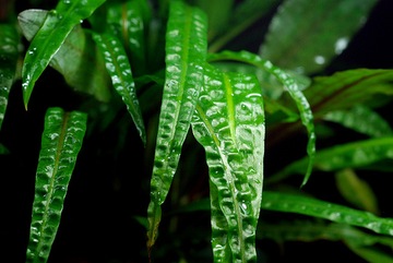 Roślina Cryptocoryne crispatula Balansae KARBOWANA