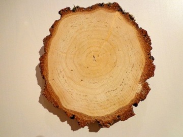 БОЛЬШОЙ кусок дерева КРАСИВАЯ ТОЛСТАЯ береста 23-26