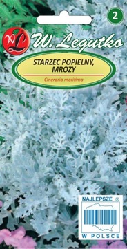 Starzec Popielny srebrno biały Mroźny nasiona 0,2g