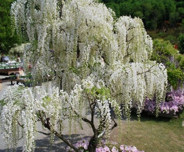 WISTERIA 'ALBA' Najszybciej rosnąca 3 m w rok !