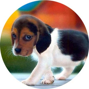 Топперы для торта DOGS & DOGS, диаметр 20 см, плотные, яркие цвета