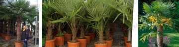 TRACHYCARPUS FORTUNEI МОРОЗОСТОЙКАЯ ПАЛЬМА P240-260