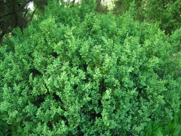 BOXwood - медоносная изгородь, терраса, март-май.