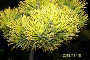 bonsai niwak sosna szczepiona Dewa Sanzan inna