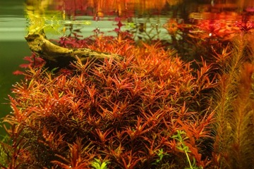Аквариумные растения Rotala H'Ra ПРЕКРАСНАЯ РЕДКОСТЬ