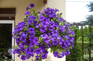 PETUNIA FIOLETOWA SKLEP_TULIPAN.