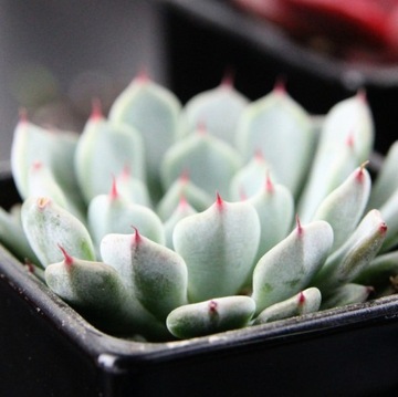 Echeveria cuspidata - niebiesko-szara eszeweria
