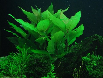 HYGROPHILA CORYMBOSA NADWÓDKA разведение akwa_fan