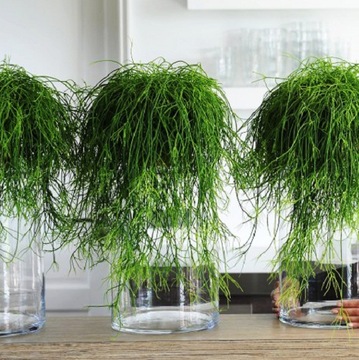 Rhipsalis cassutha – ПРИВЛЕКАТЕЛЬНАЯ ПОДВЕСКА