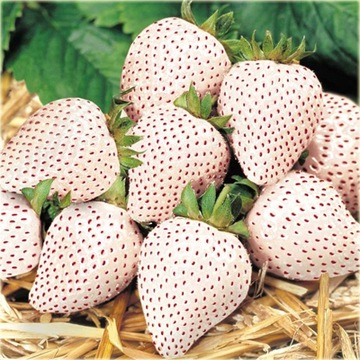 TRUSKAWKA BIAŁA PINEBERRY SKLEP_TULIPAN.