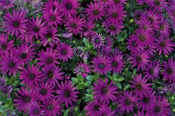 Osteospermum stokrotka afrykańska fioletowa.