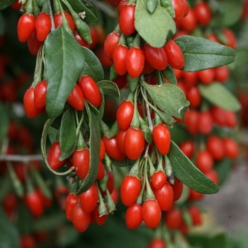 VITAL GOJI BERRY КИТАЙСКИЙ ТРЮК 50 СЕМЯН