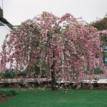 WIŚNIA japońska KIKU SHIDARE ZAKURA 120 cm