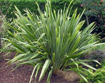 LEN NOWOZELANDZKI – TĘGOSZ MOCNY (PHORMIUM TENAX) - 5 NASION