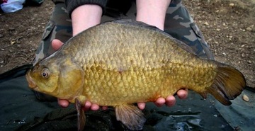 KARPIÓWKA MISTRALL STRATUS TELE CARP 3,9m / 40-80g