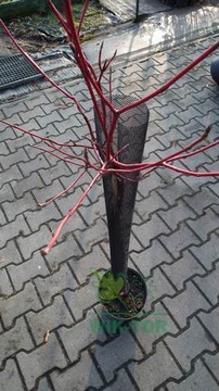 OSŁONKA SIATKA DO DRZEWEK PRZED ZWIERZĘTAMI 110cm