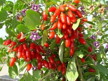 VITAL GOJI BERRY КИТАЙСКИЙ ТРЮК 50 СЕМЯН