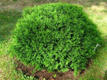 Туя западная Arborvitae Hoseri В ГОРШКЕ