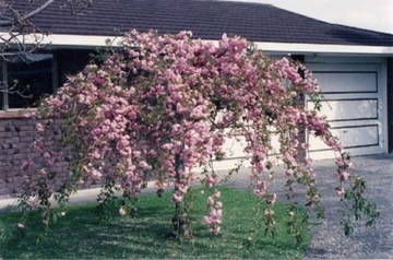 Японский CHERRY KIKU SHIDARE ZAKURA 120 см