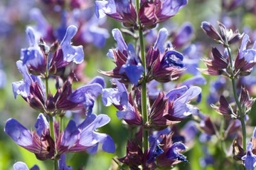 SZAŁWIA LEKARSKA (SALVIA OFFICINALIS) - 70 NASION