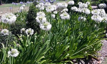 БЕЛАЯ АФРИКАНСКАЯ ЛИЛИЯ (AGAPANTHUS PRACOX ALBA) 5 СЕМЯН