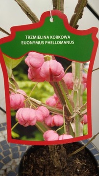 Euonymus phellomanus - Пробковое веретено