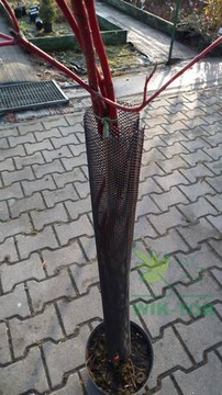 OSŁONKA SIATKA DO DRZEWEK PRZED ZWIERZĘTAMI 110cm