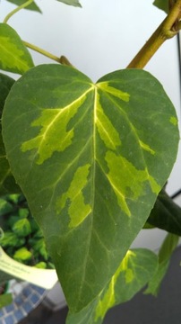 Hedera colchica 'Sulfur Heart' Плющ колхидский