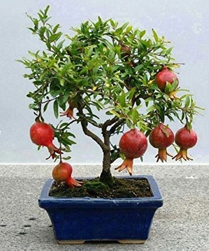 Карликовый гранат PUNICA GRANATUM NANA