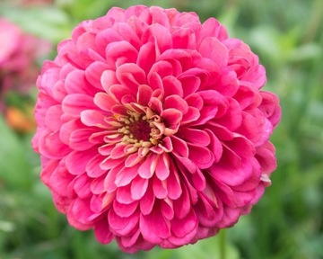 NOWOŚĆ CYNIA DALIOWA ILLUMINATION 1 GRAM NASION