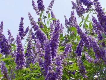 WITEKS - VITEX NEGUNDO RZADKI GATUNEK - 30 NASION