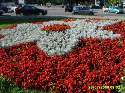 BEGONIA STALE KWITNĄCA NA TARASY, RABATY MIX